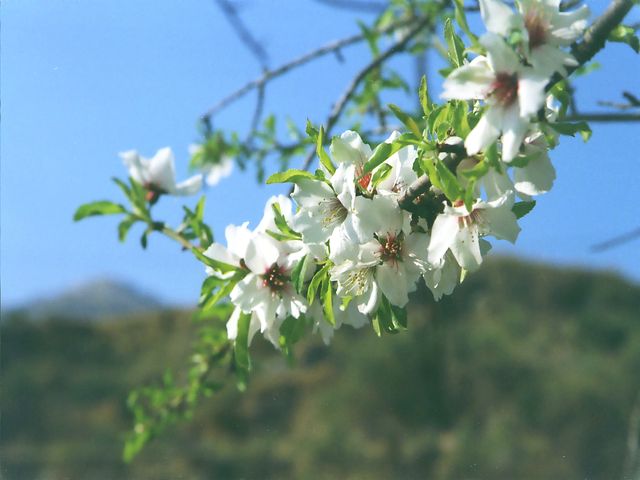 Arbre en fleurs au printemps